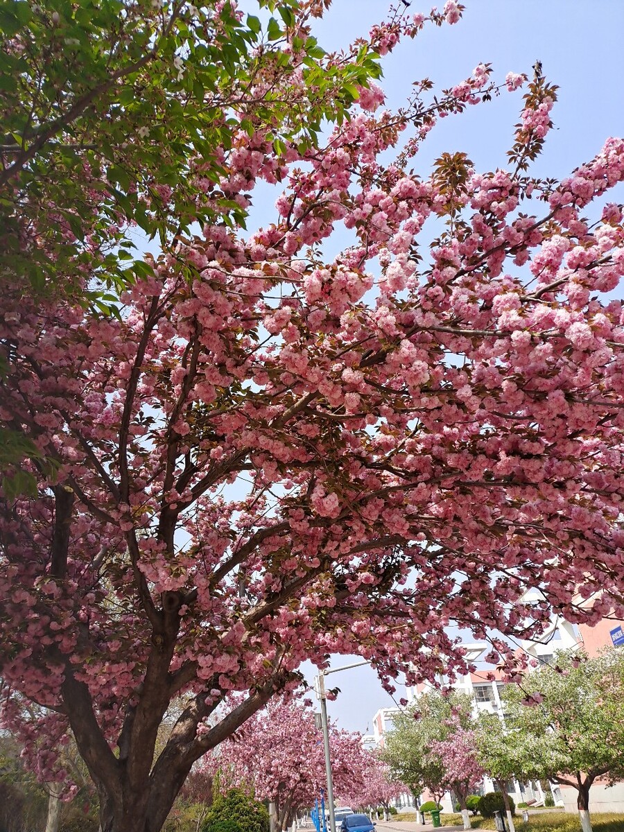 IM体育官方网站-包含大阪樱花闪耀舞台，战胜对手斩获胜利的词条